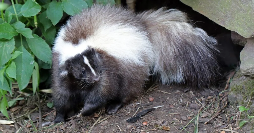 skunk spray in mouth of dog