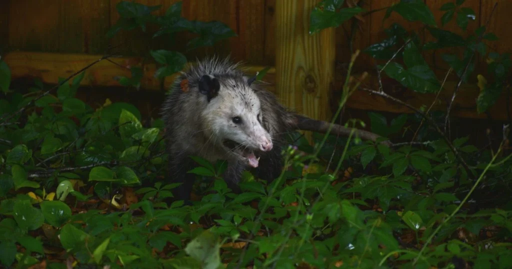 opossum holes