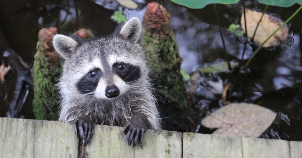 raccoons and bird feeders