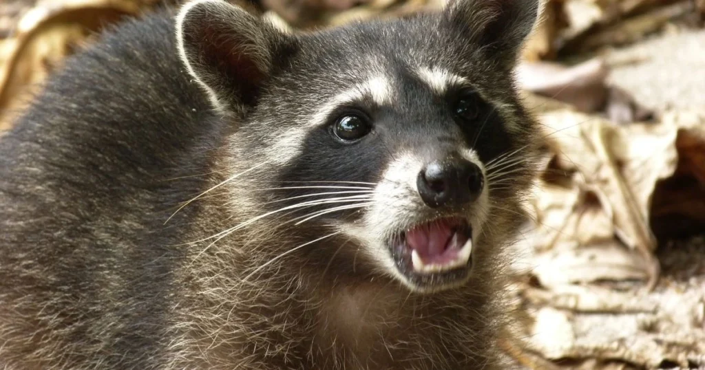 do raccoons make noise at night