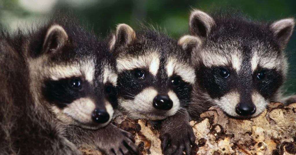 breeding season for raccoons