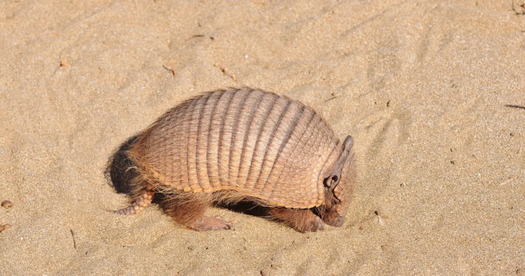 Amazing Armadillo Adaptations Texas