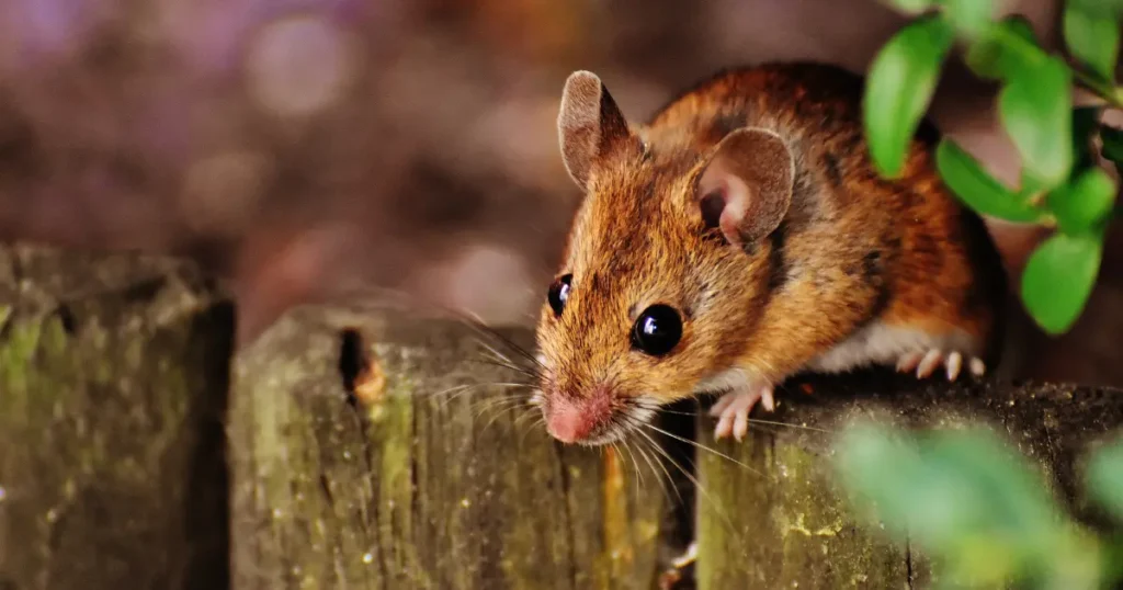 Cleaning Mouse Urine from Wood