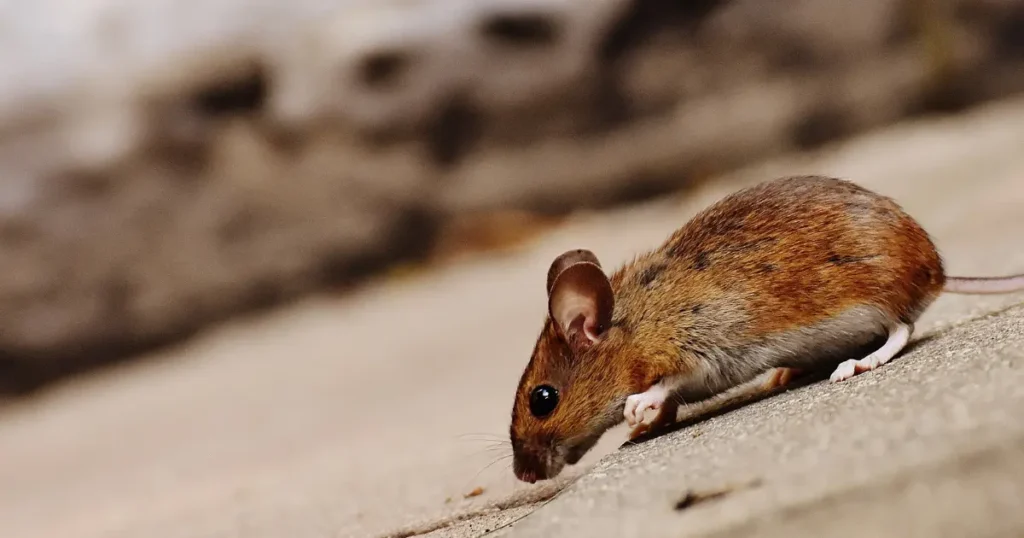 Cleaning Mouse Urine from Wood Texas