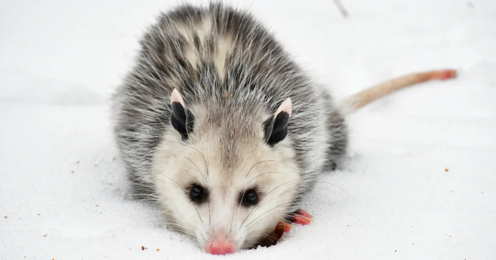 Domesticated-Opossum-Guide