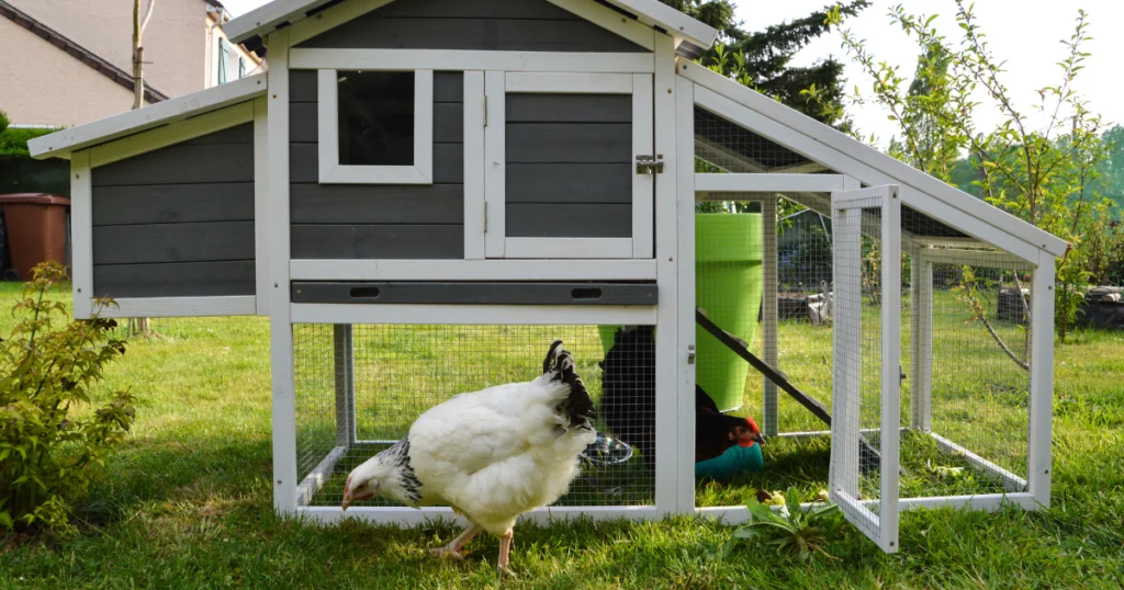 Keeping Raccoons Out of Chicken Coop