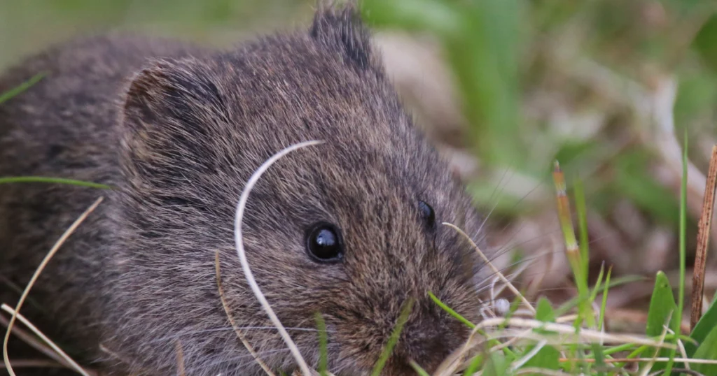 Mouse and Vole Differences