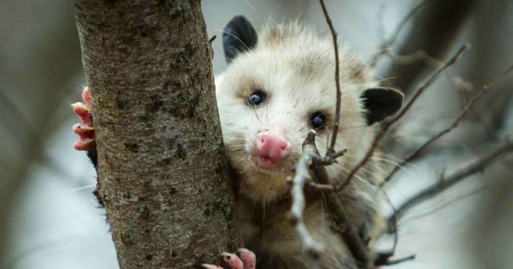 Opossum Mating Season