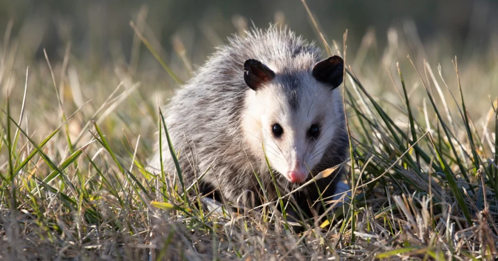 Opossum Mating Season Texas