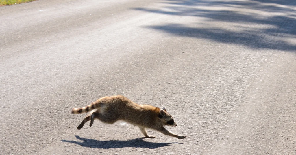 Owls Eat Raccoons