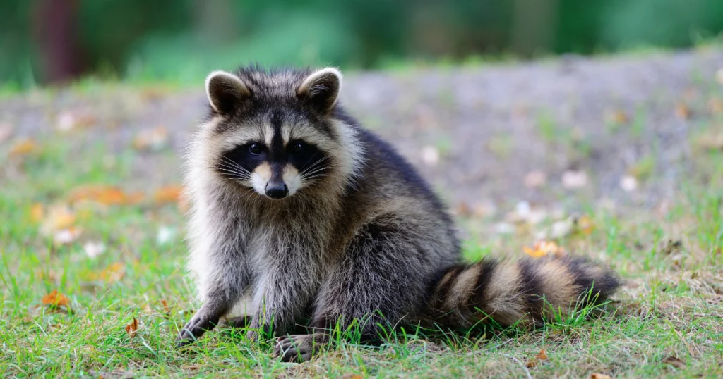 Raccoons and Chicken Coop