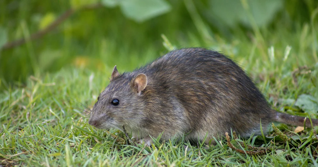 Rat Trails Impact on Urban Ecosystems