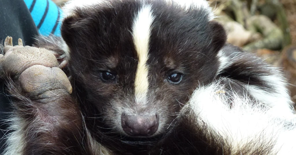 Body Odor Skunk