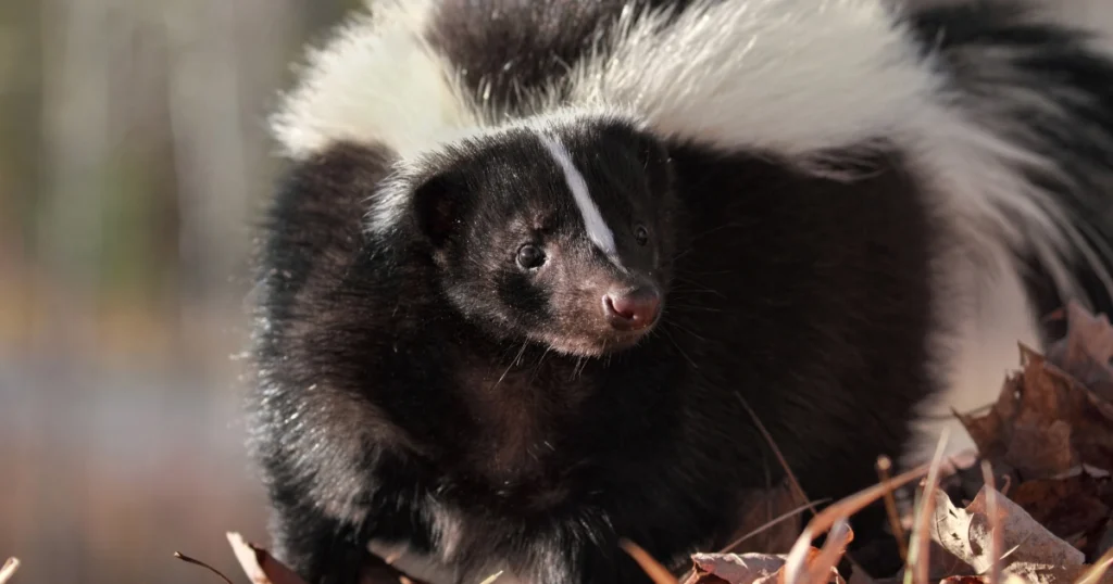 Skunk Distemper and Protecting Your Property