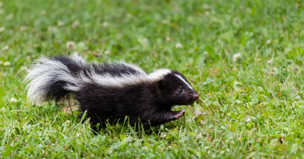 Skunk Tracks and Raccoon Tracks