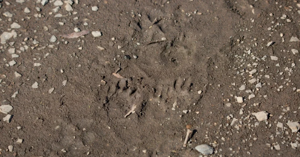 Skunk Tracks vs Raccoon Tracks