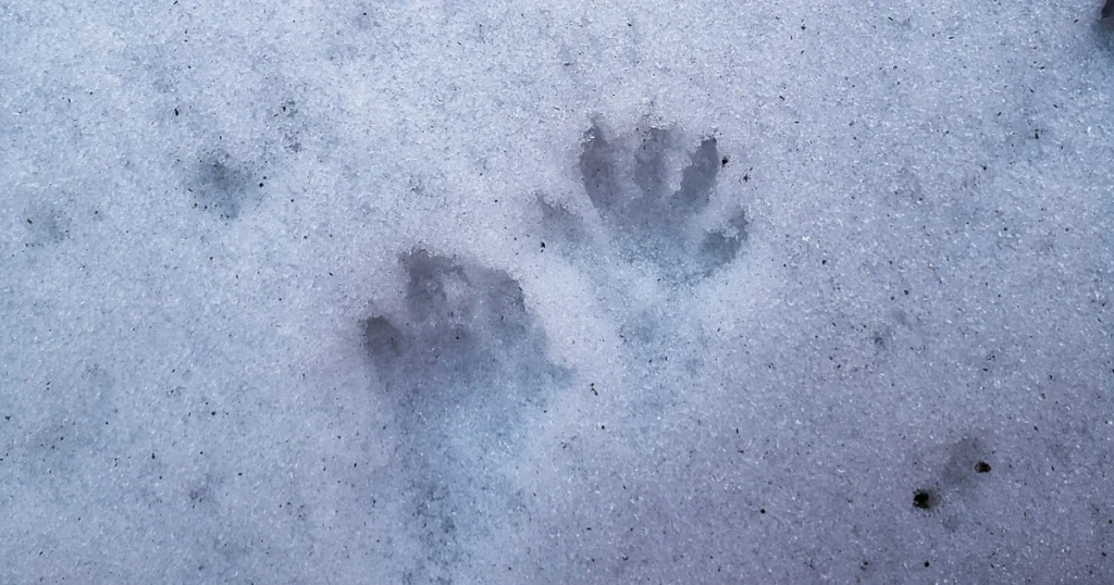 Skunk Tracks vs Raccoon Tracks Texas