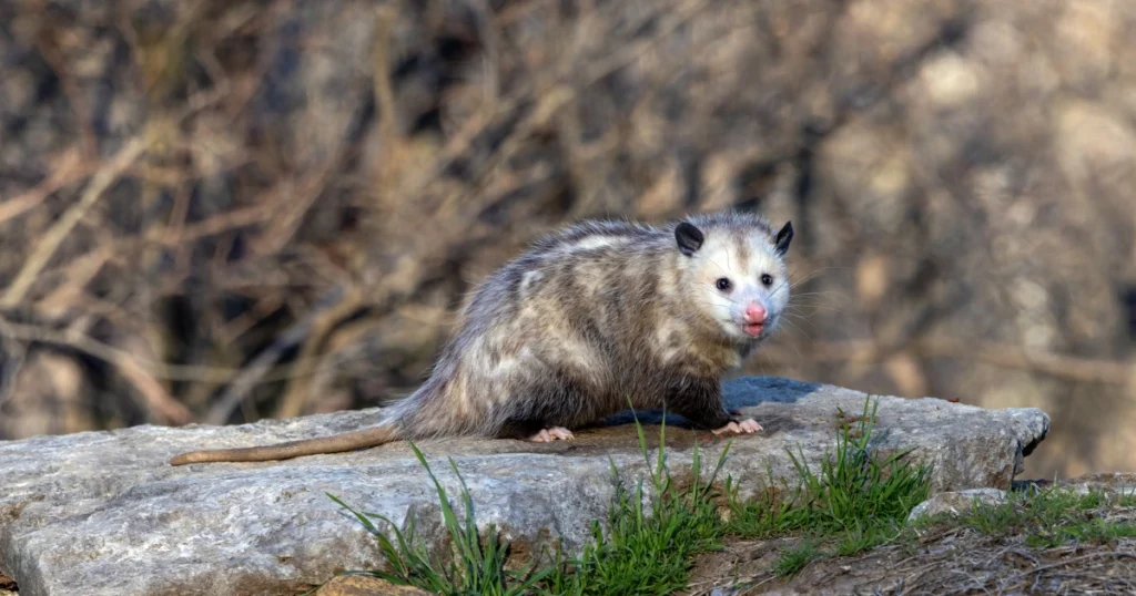 The Opossum Mating Season