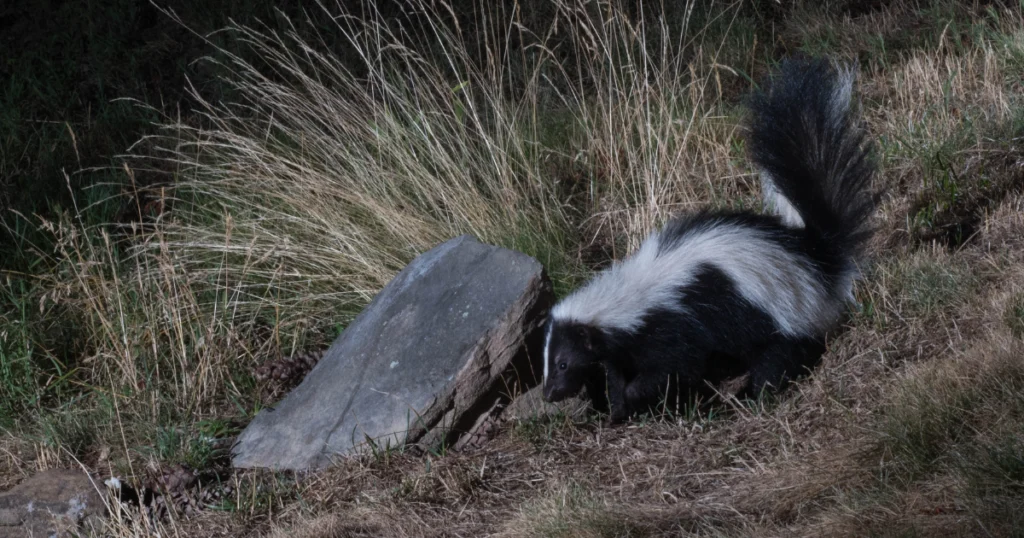 Understanding Skunk Distemper and Protecting Your Property Texas