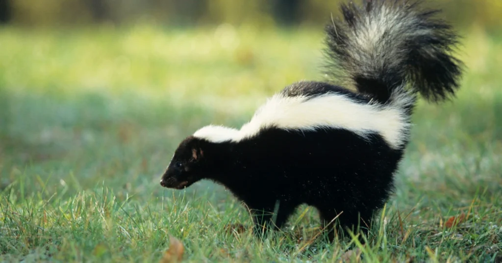 Understanding the Striped Skunk Spray