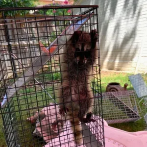 Hear From Our Clients: Wildlife Removal & Pest Control Reviews 15