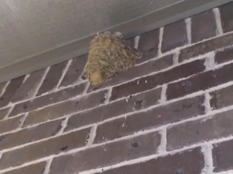 Hear From Our Clients: Wildlife Removal & Pest Control Reviews 11