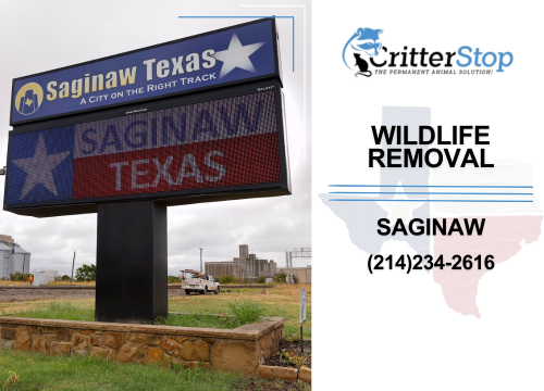 wildlife removal Saginaw