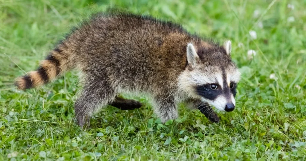 how to get a raccoon to go away