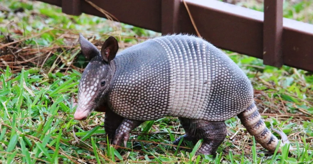 are armadillos predators