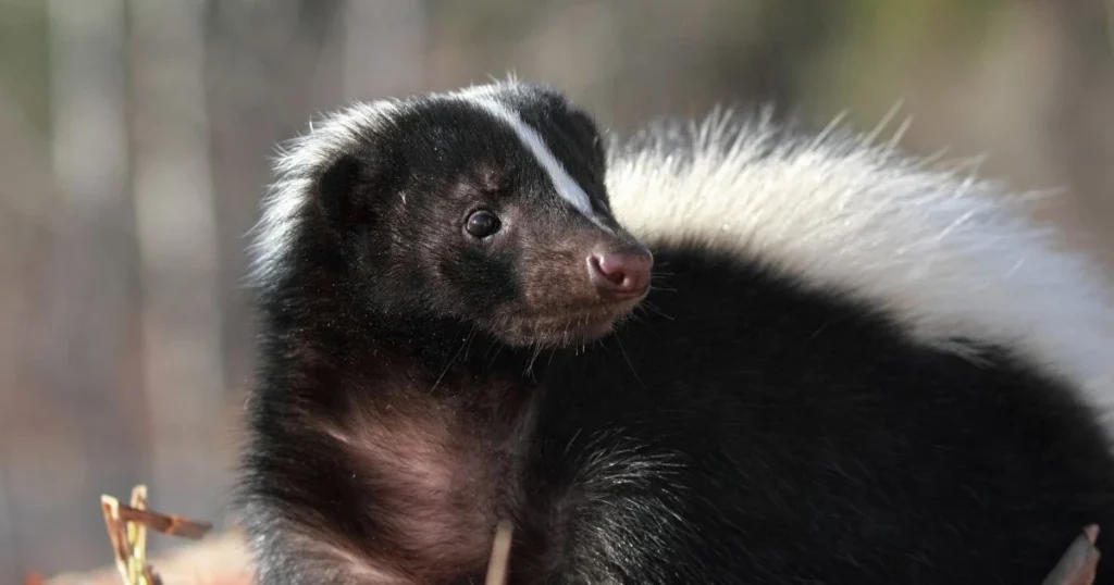 skunk fence