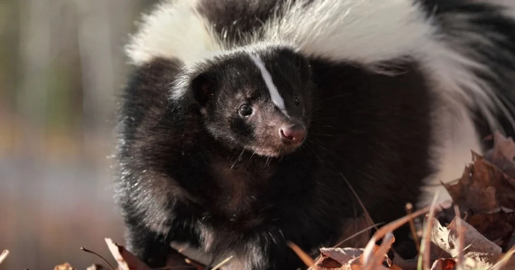 essential oil skunk repellent