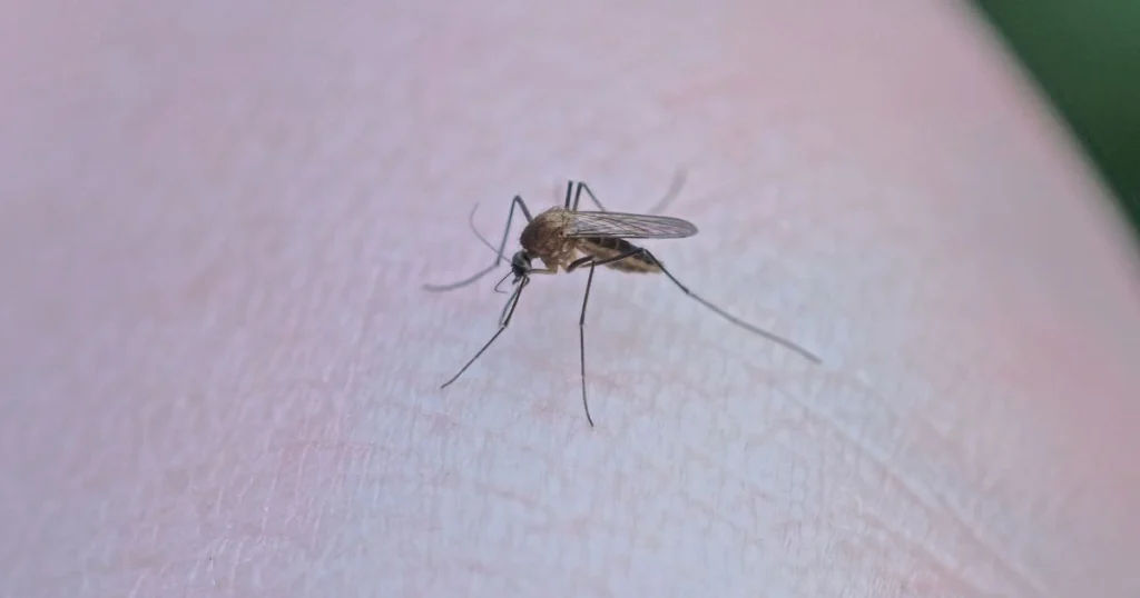 how to get rid of gnats and mosquitoes inside