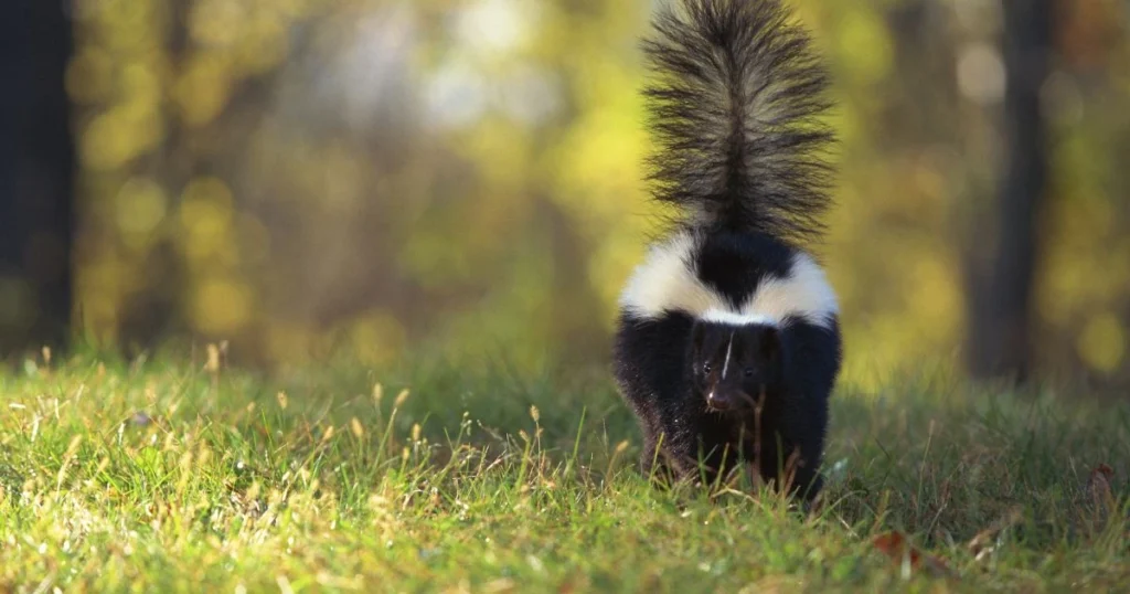 skunk under shed