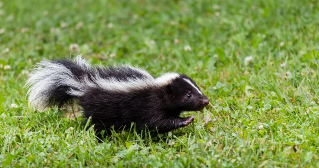 skunk reproduction