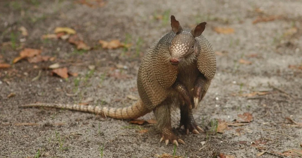 armadillos carry leprosy