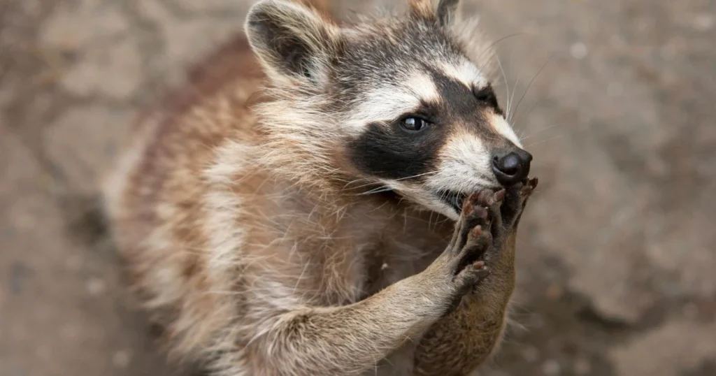 raccoon omnivore