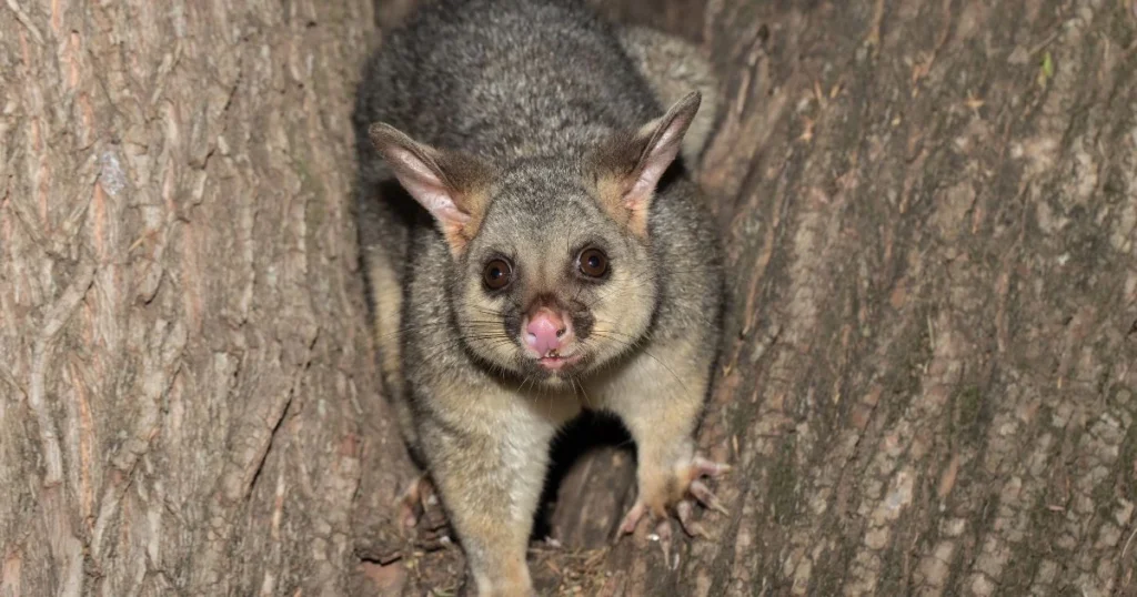 is a possum the same as an opossum