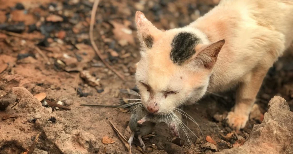 what do mice like for treats