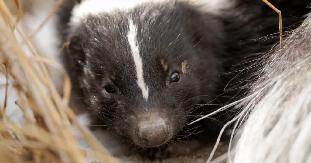 dog smells like skunk when wet