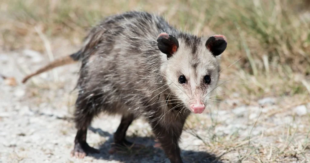 animal opossum