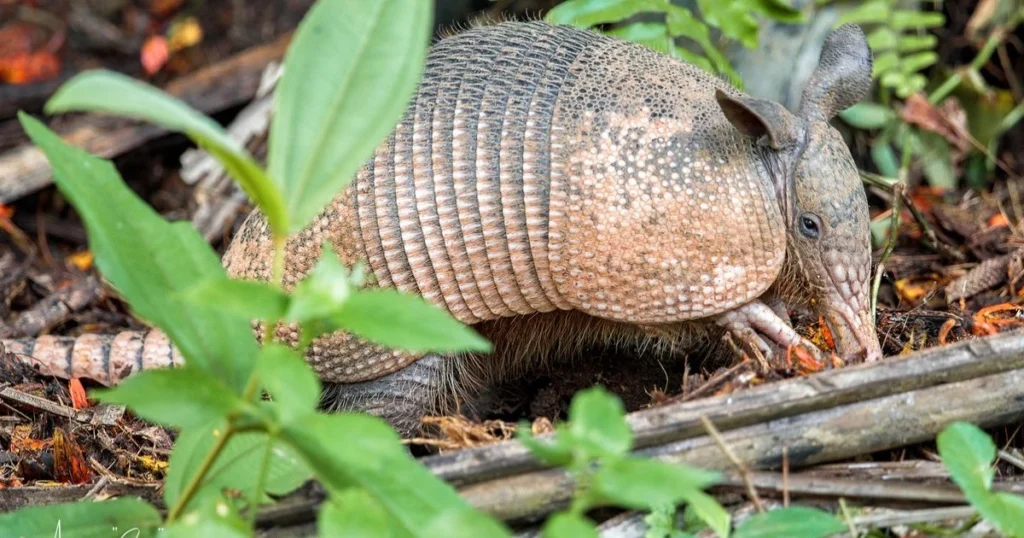 can armadillos carry leprosy