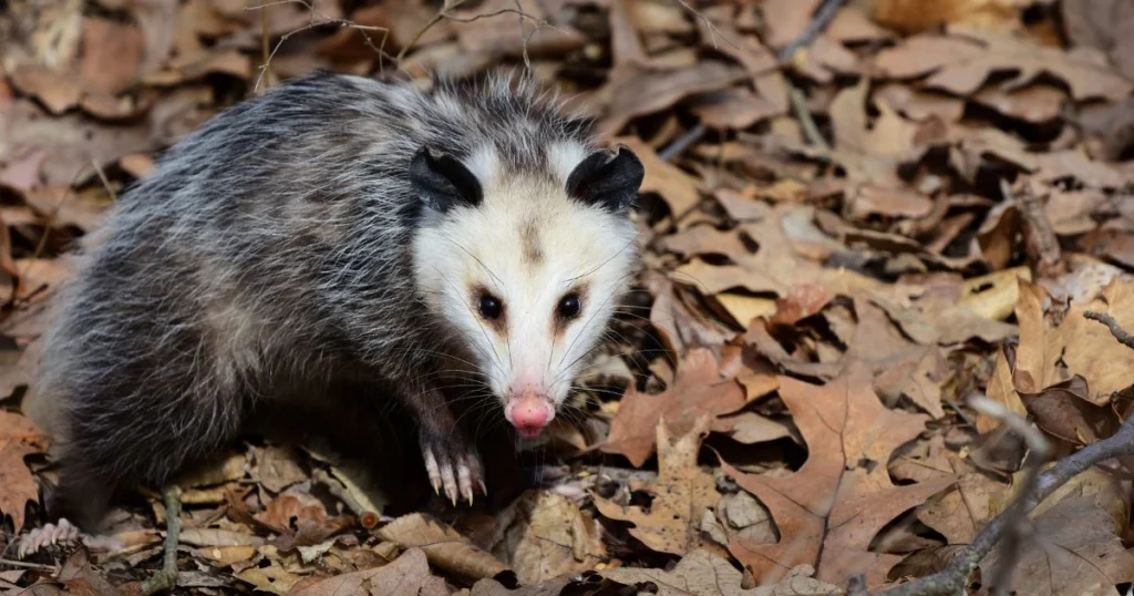 possum or opossum difference