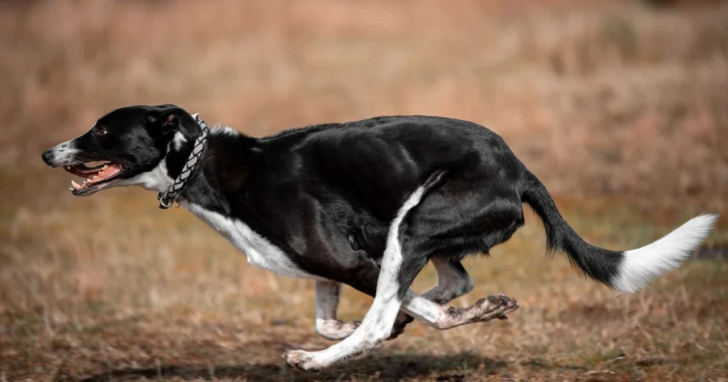 how do you get skunk off a dog