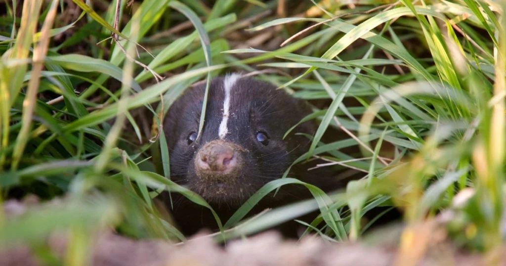 skunk litter