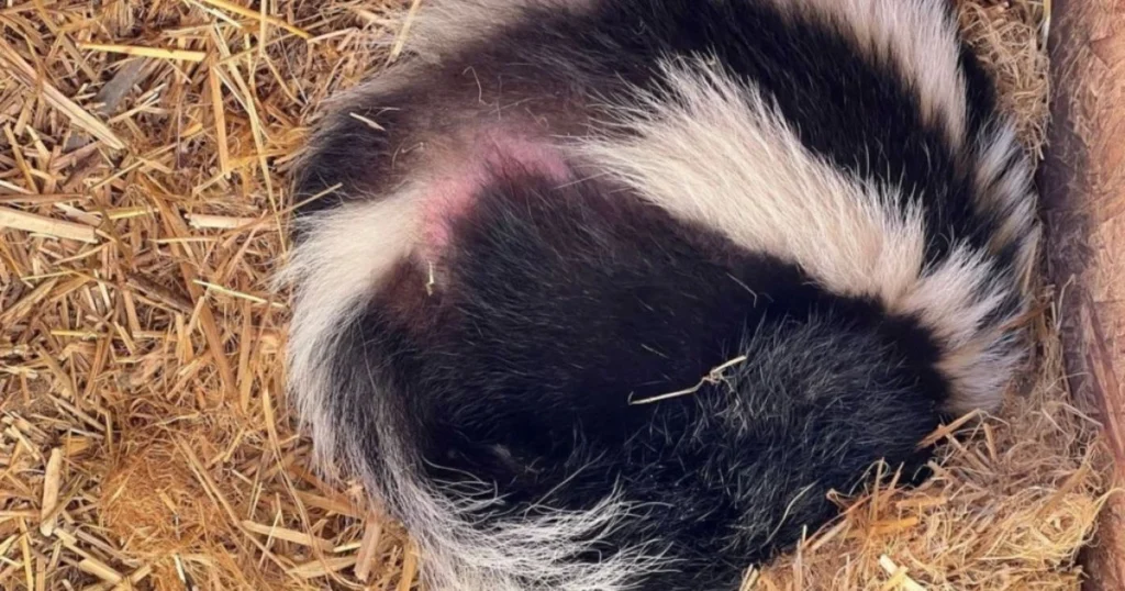 skunk hibernate in winter