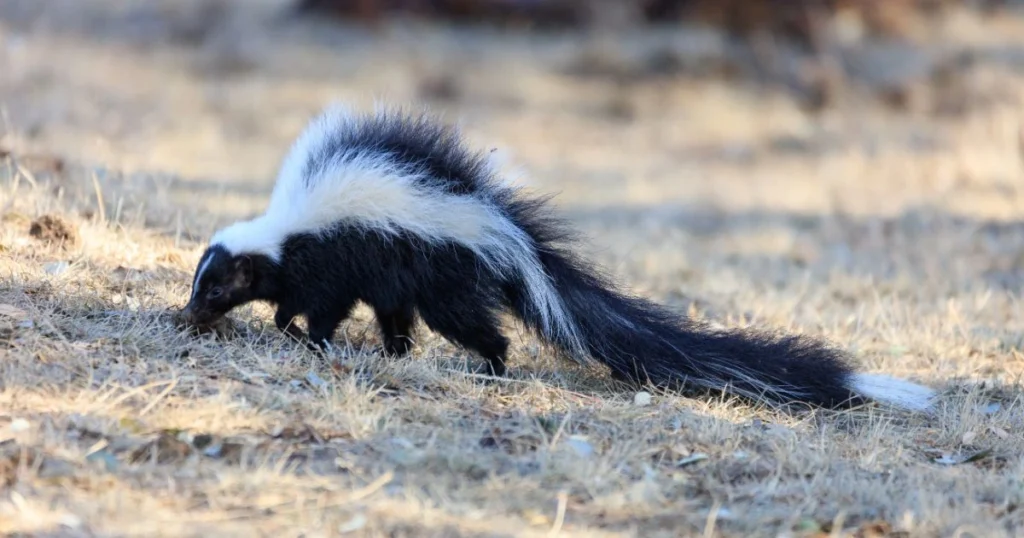 skunk out during the day