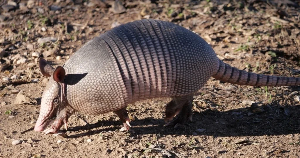 leprosy in armadillos