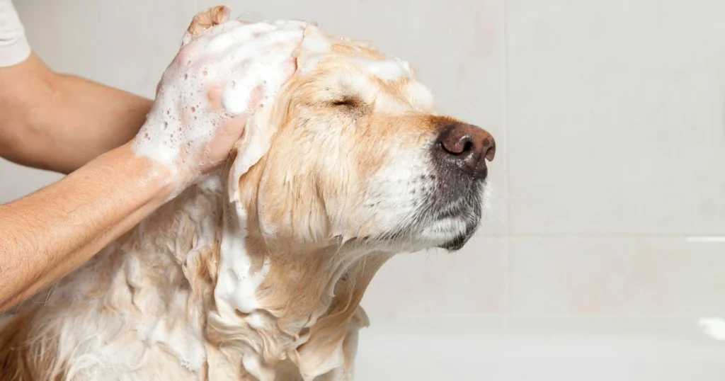 baking soda for skunk smell on dog