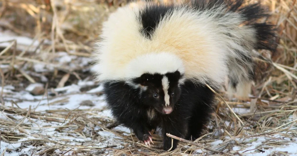 how long before a skunk can spray again