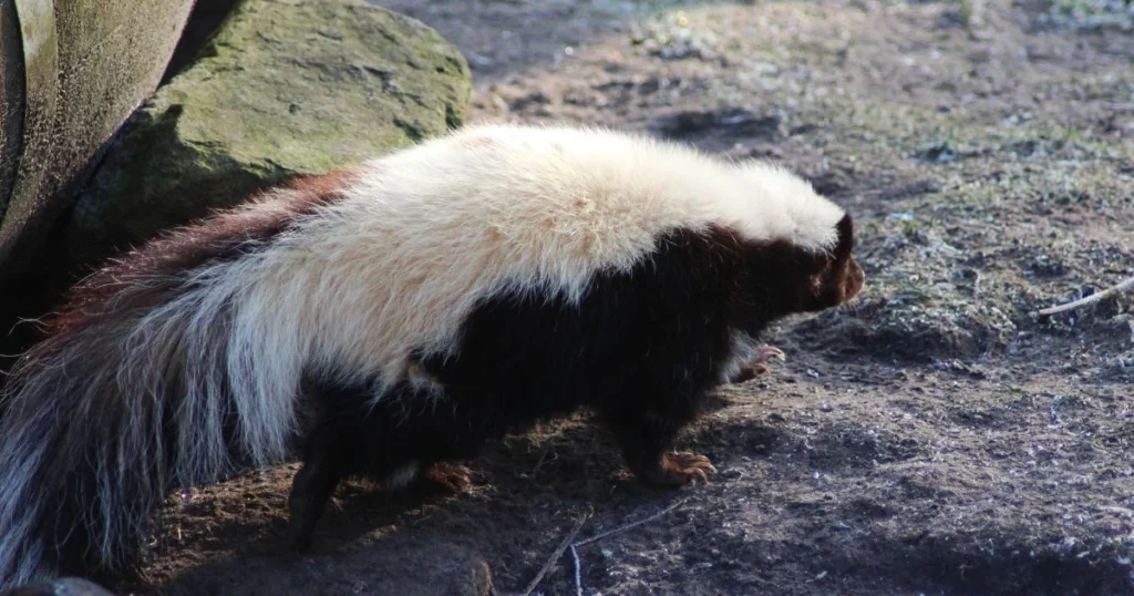 how to get skunk smell out of your clothes
